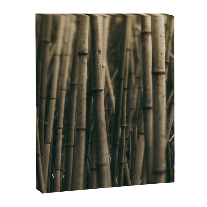 Bamboo Study Canvas Print Gallery Image 1