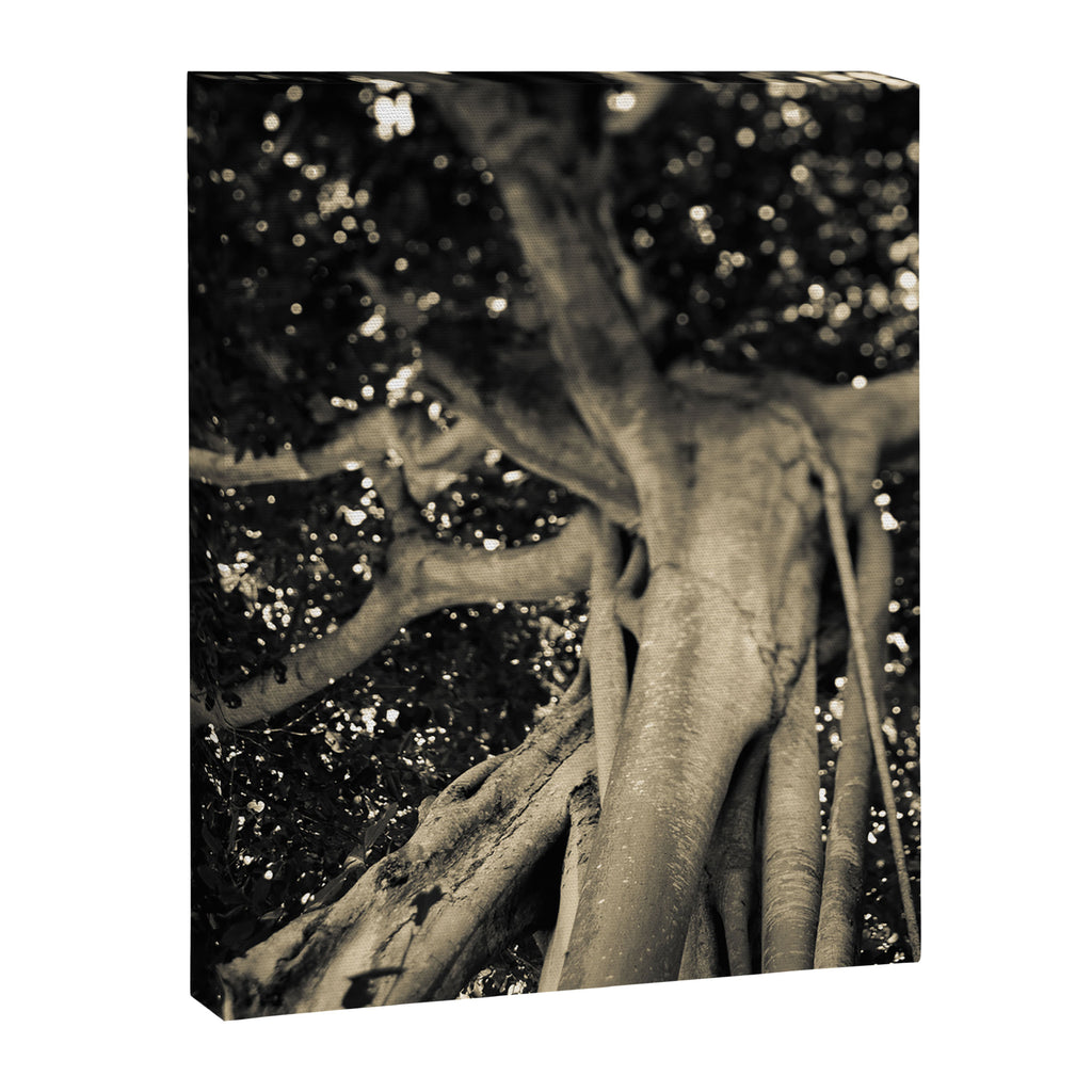 Banyan Tree II - Black and White Canvas Print Gallery Image 6