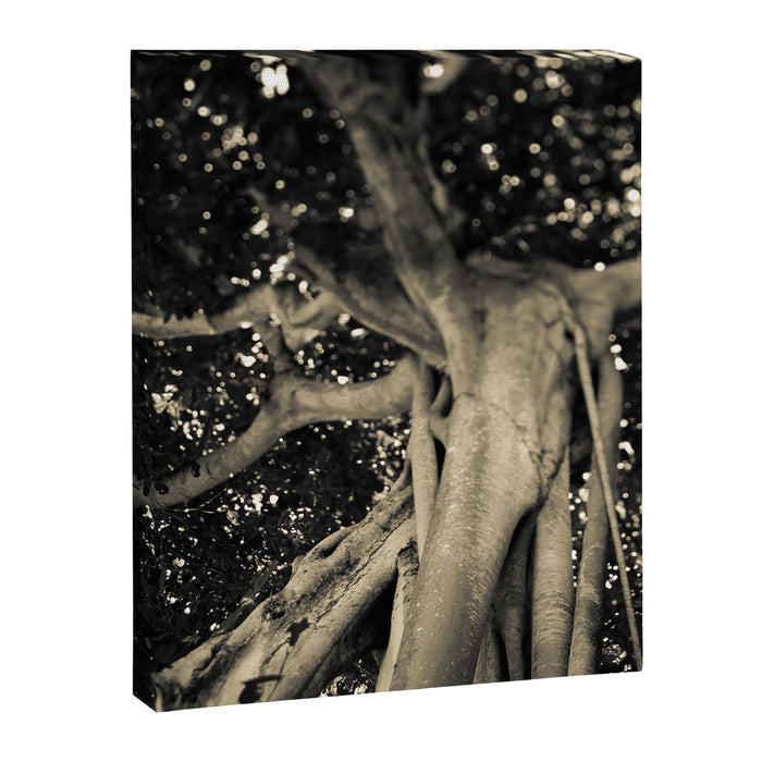 Banyan Tree II - Black and White Canvas Print Gallery Image 1