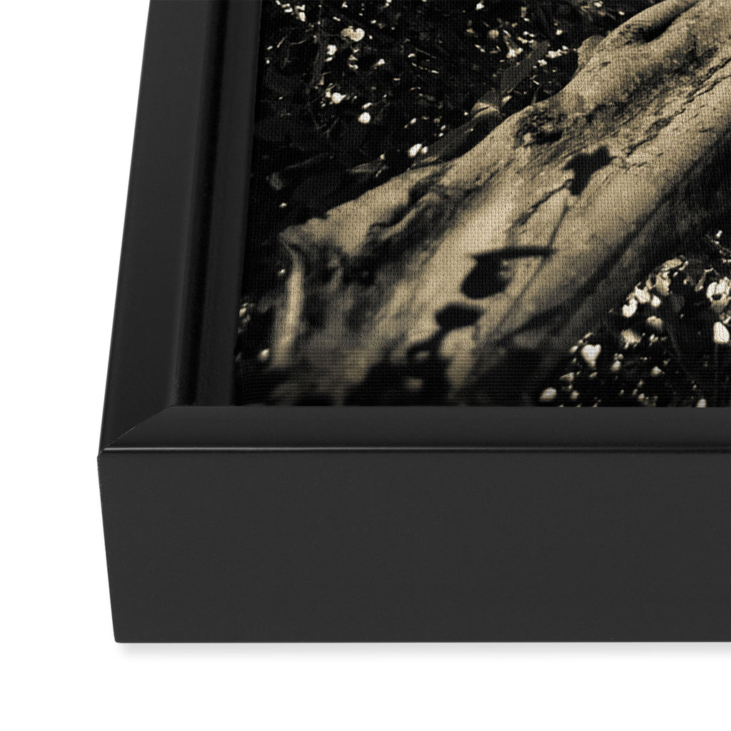 Banyan Tree II - Black and White Framed Canvas Print Gallery Image 3