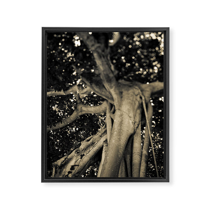 Banyan Tree II - Black and White Framed Canvas Print Gallery Image 1