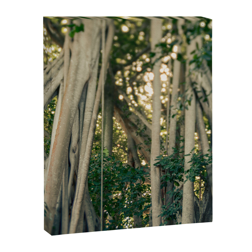 Banyan Tree - Tropical Decor Canvas Print Gallery Image 6