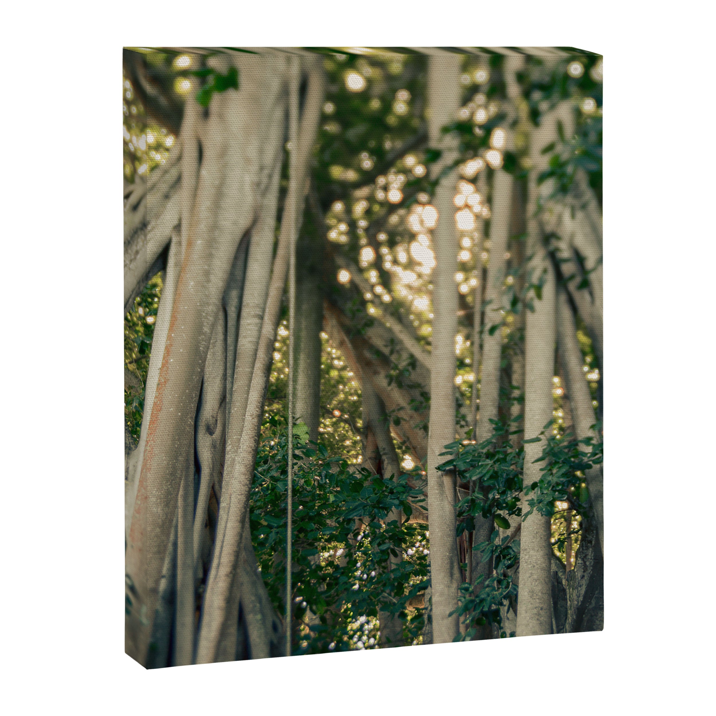 Banyan Tree - Tropical Decor Canvas Print Gallery Image 6