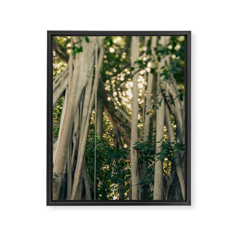Banyan Tree - Tropical Decor Framed Canvas Print Gallery Image 6