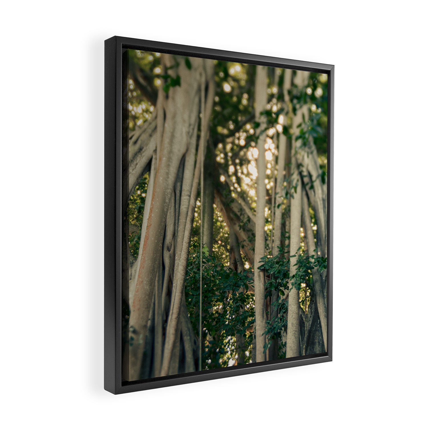 Banyan Tree - Tropical Decor Framed Canvas Print Gallery Image 2