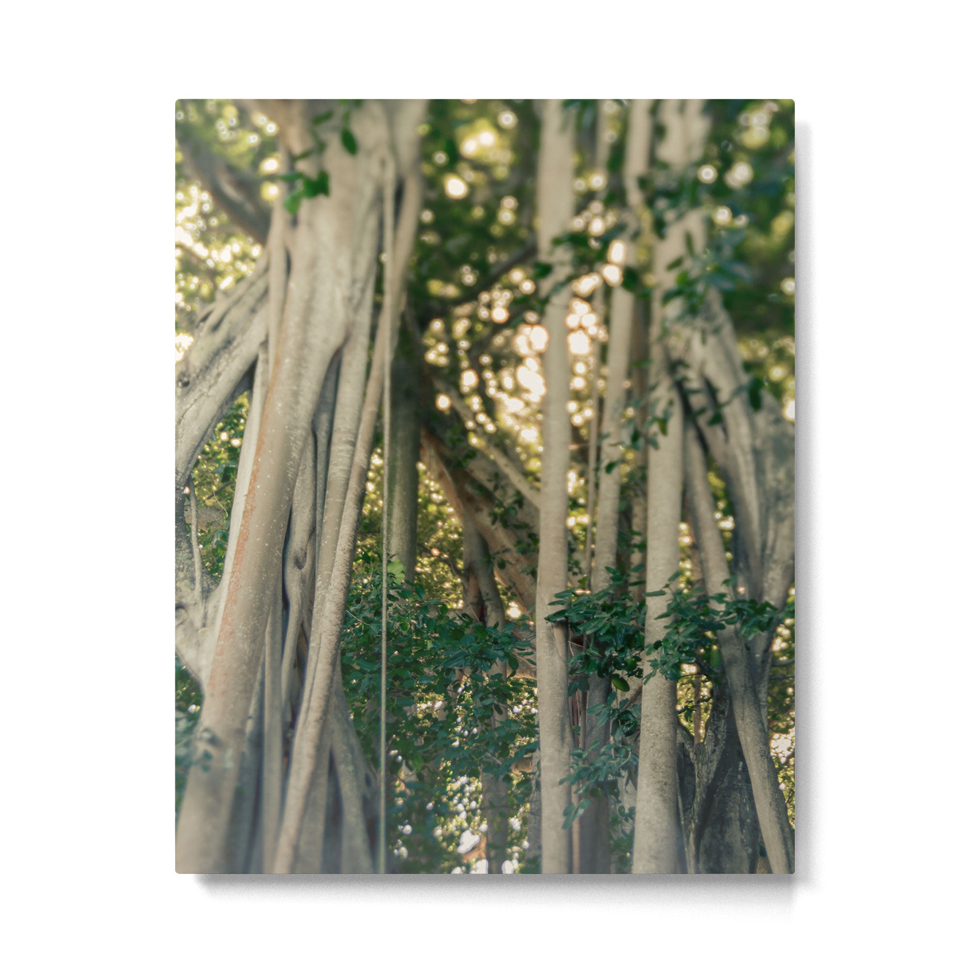 Banyan Tree - Tropical Decor Metal Print Gallery Image 4