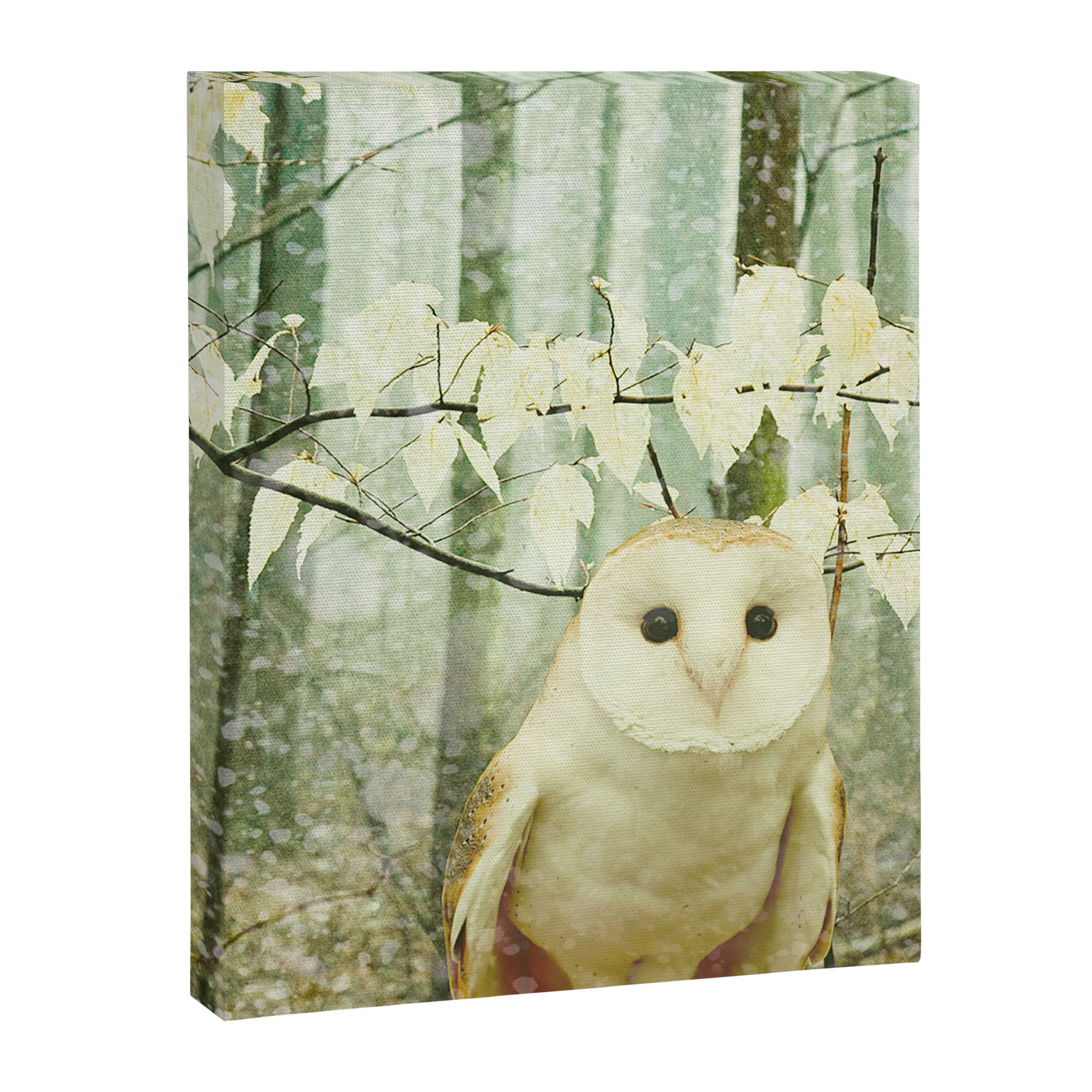 Barn Owl in Snowy Winter Woodland Canvas Print Gallery Image 6