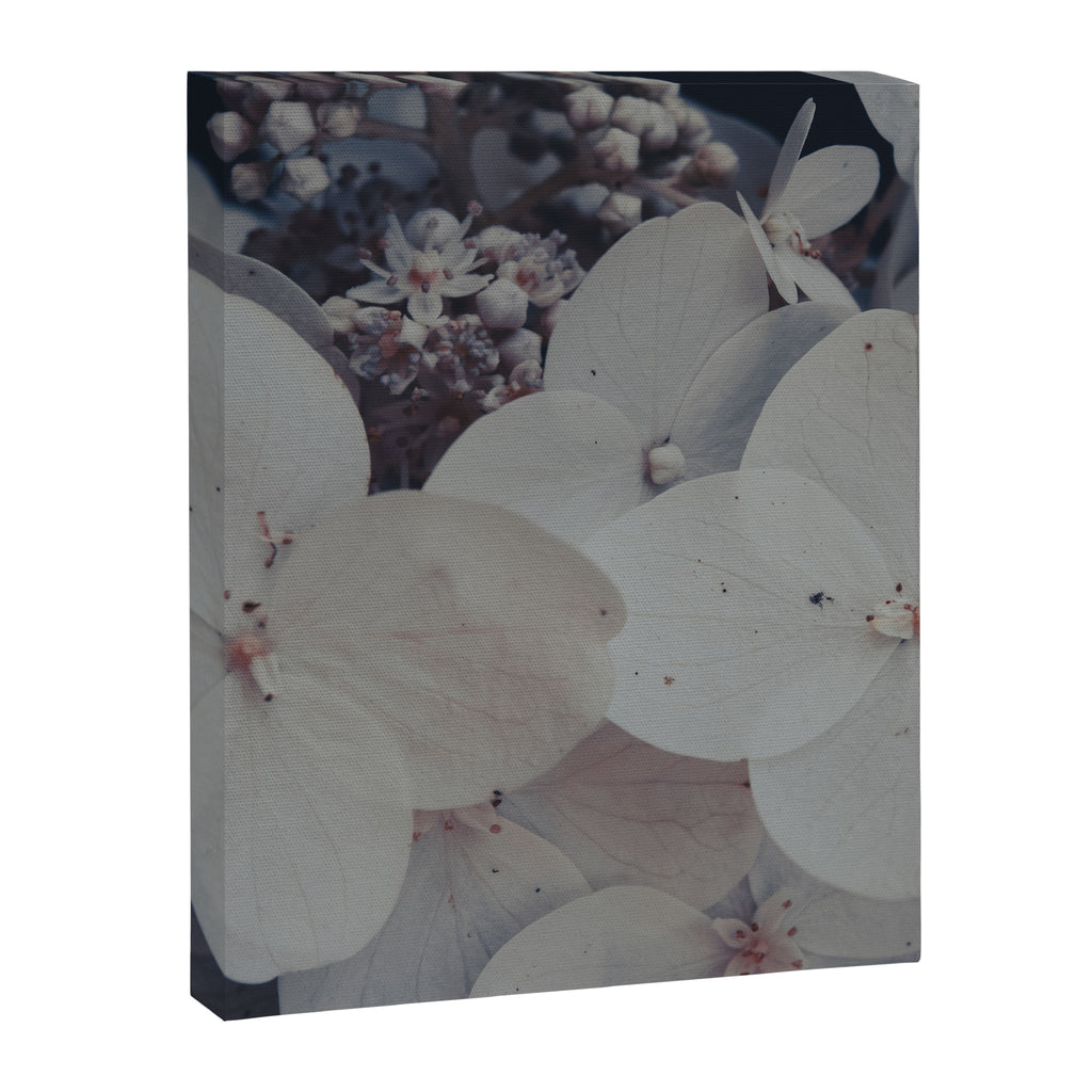 Be a Light in the Darkness x modern botanical hydrangea flower photograph Canvas Print Gallery Image 6
