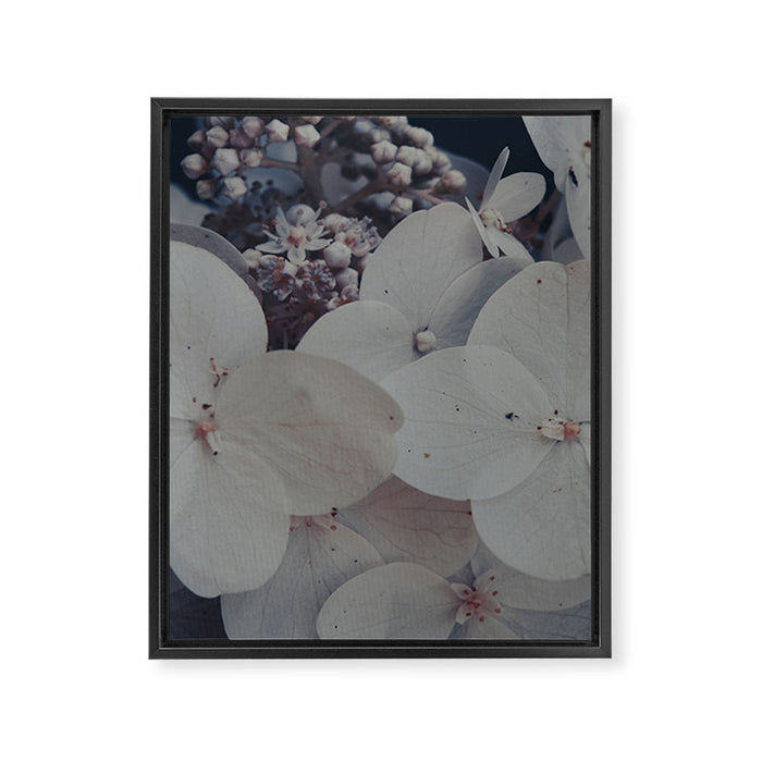 Be a Light in the Darkness x modern botanical hydrangea flower photograph Framed Canvas Print Gallery Image 1