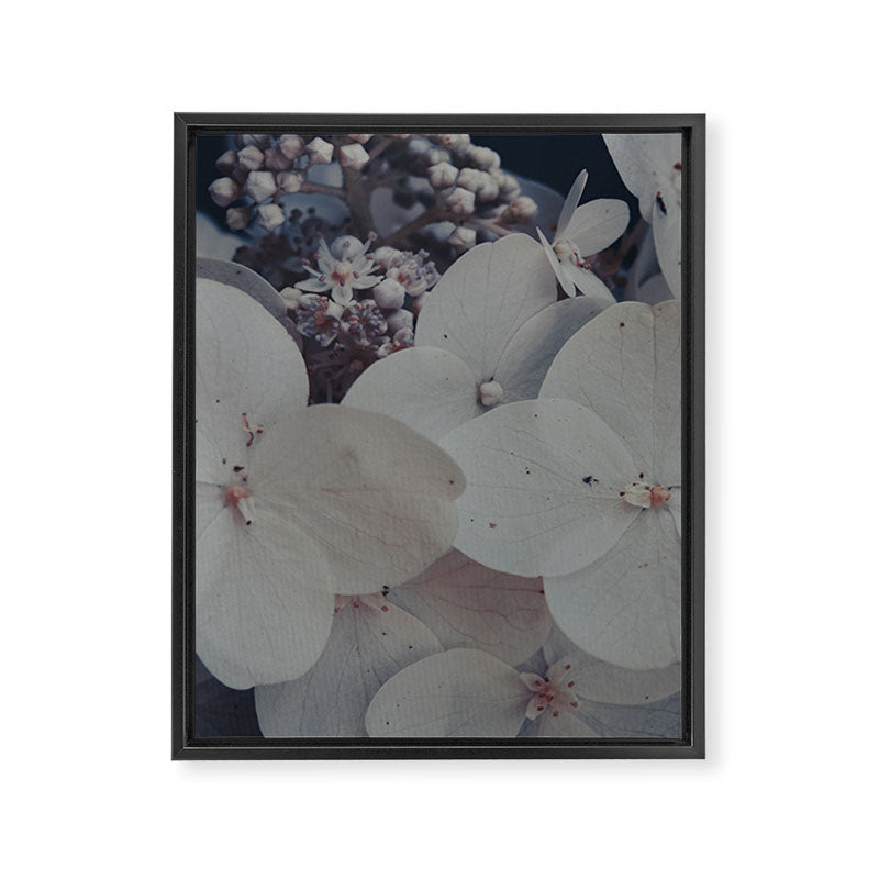 Be a Light in the Darkness x modern botanical hydrangea flower photograph Framed Canvas Print Gallery Image 6