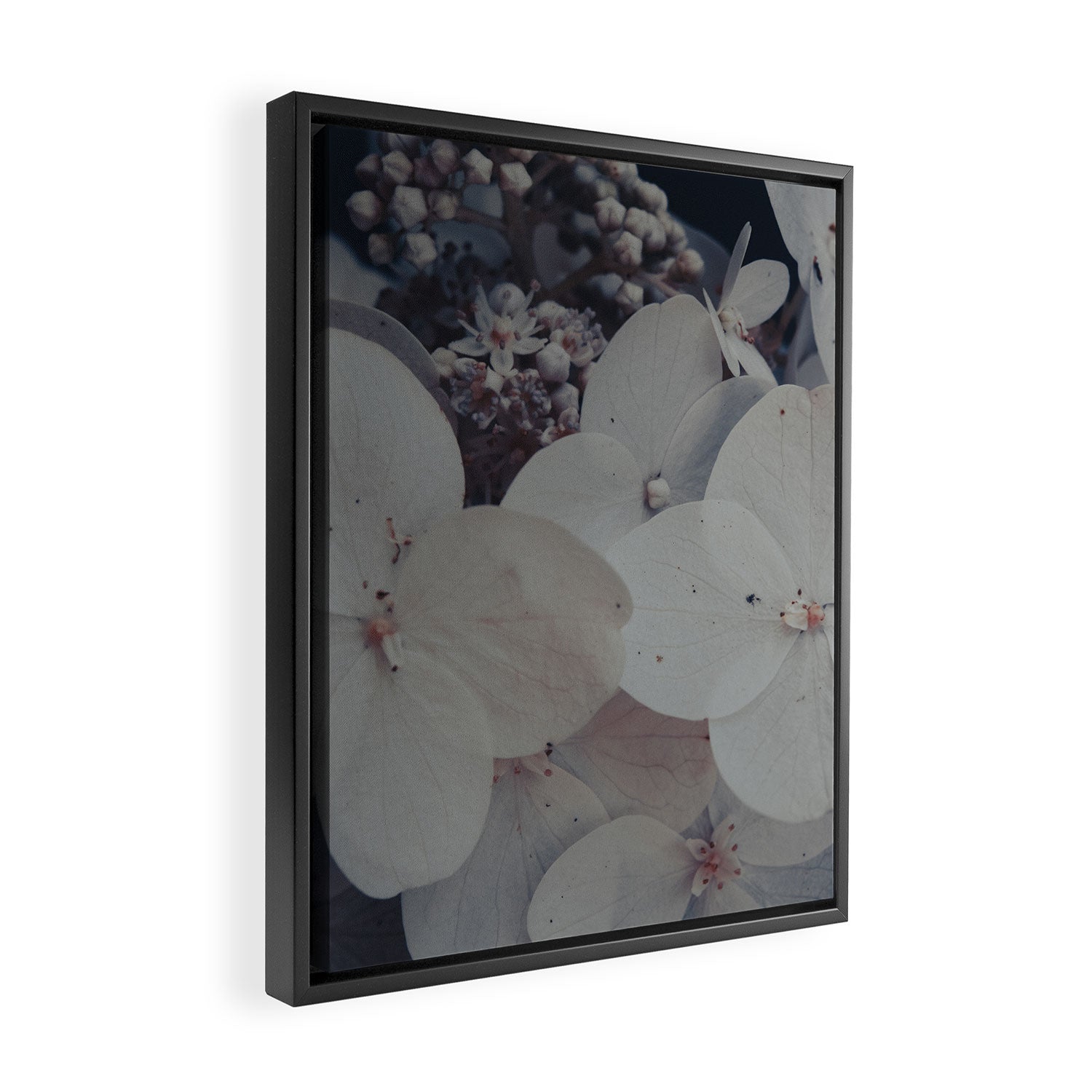 Be a Light in the Darkness x modern botanical hydrangea flower photograph Framed Canvas Print Gallery Image 2