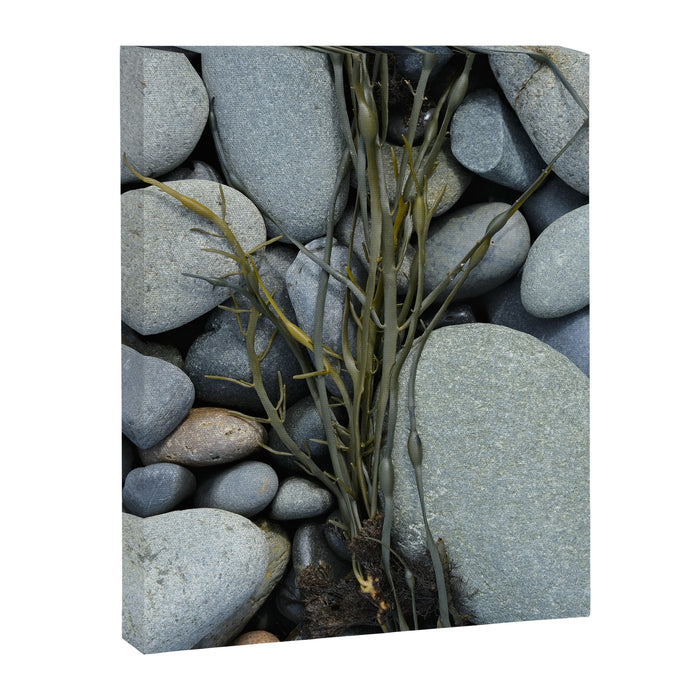 beach pebbles and seaweed - ocean art nature photograph maine Canvas Print Gallery Image 1