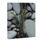 beach pebbles and seaweed - ocean art nature photograph maine Canvas Print Gallery Image 6