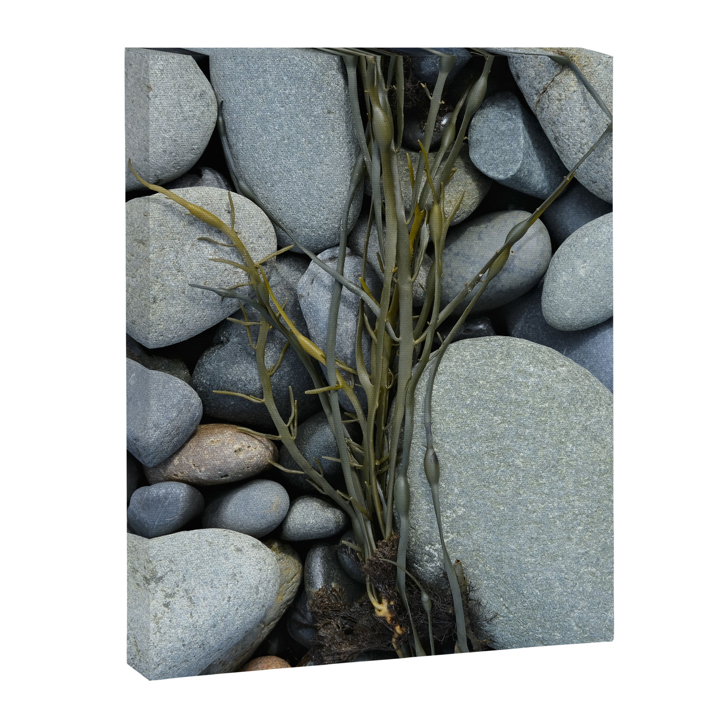beach pebbles and seaweed - ocean art nature photograph maine Canvas Print Gallery Image 6