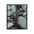 beach pebbles and seaweed - ocean art nature photograph maine Framed Canvas Print Gallery Image 6