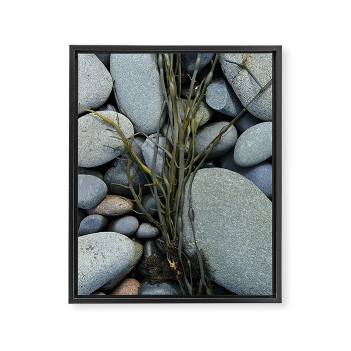 beach pebbles and seaweed - ocean art nature photograph maine Framed Canvas Print Gallery Image 1
