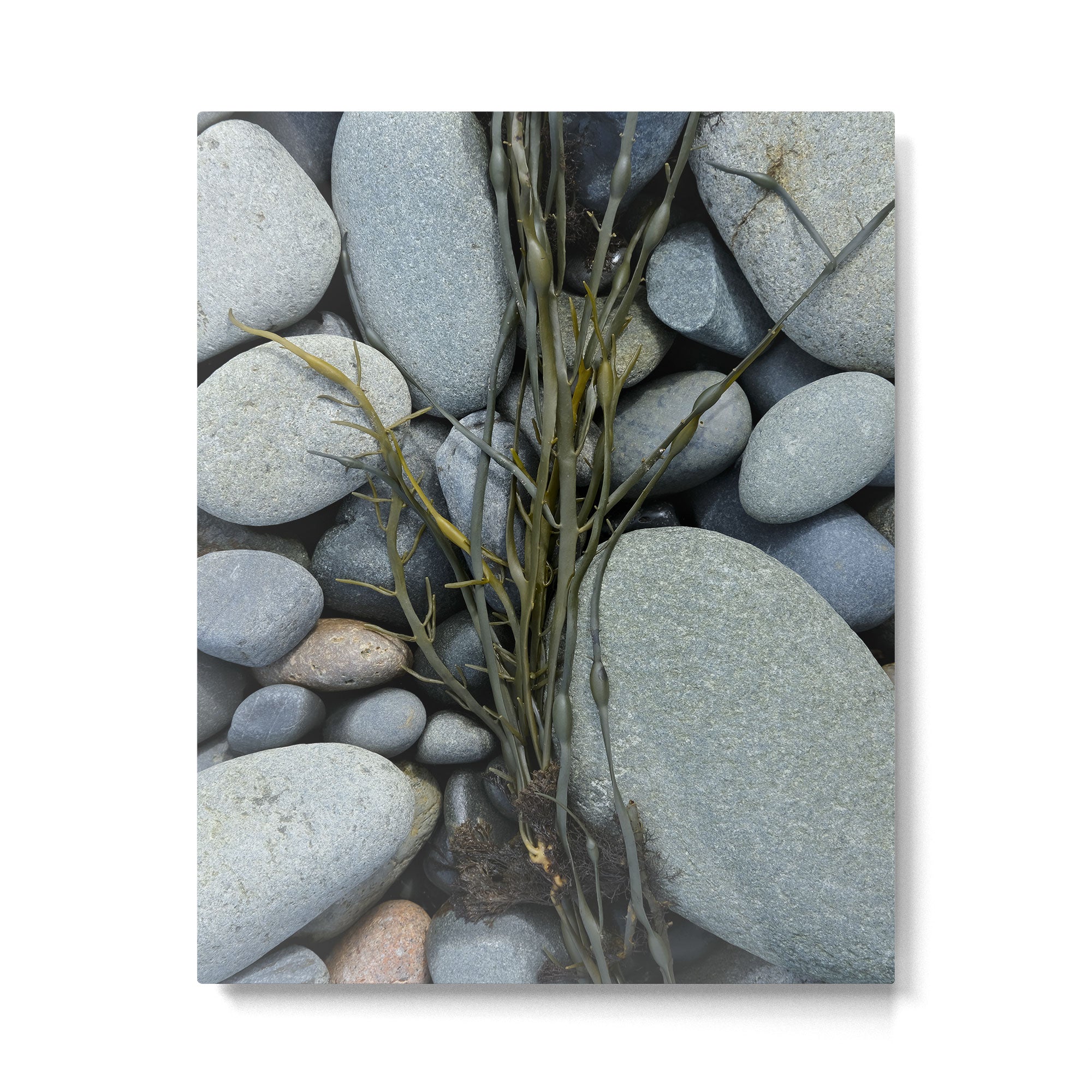 beach pebbles and seaweed - ocean art nature photograph maine Metal Print Gallery Image 4