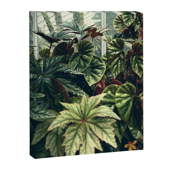 Beautiful Begonias Canvas Print Gallery Image 1