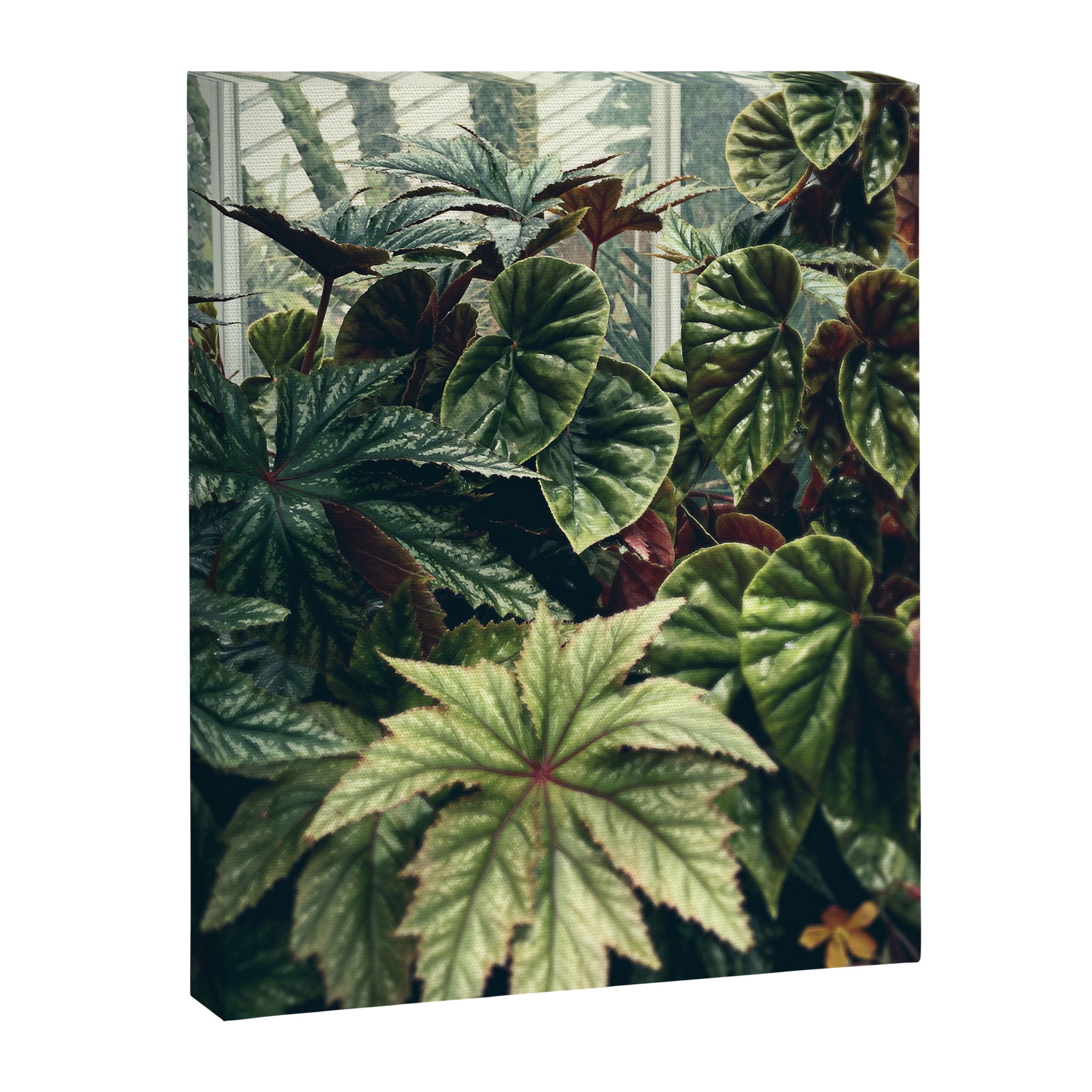 Beautiful Begonias Canvas Print Gallery Image 6