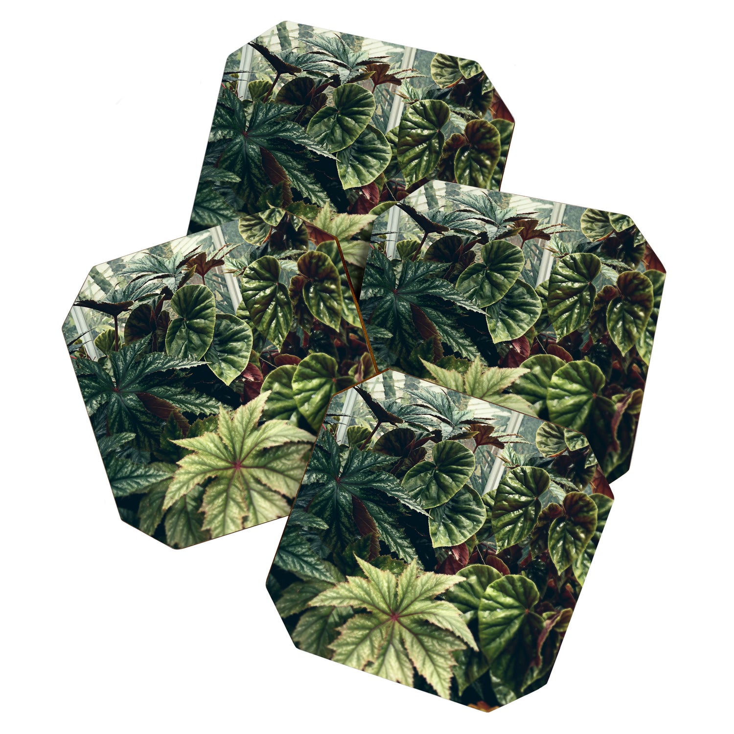 Beautiful Begonias Coaster Gallery Image 1