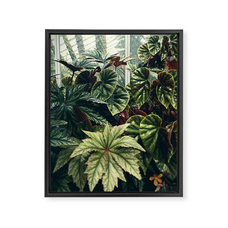 Beautiful Begonias Framed Canvas Print Gallery Image 6
