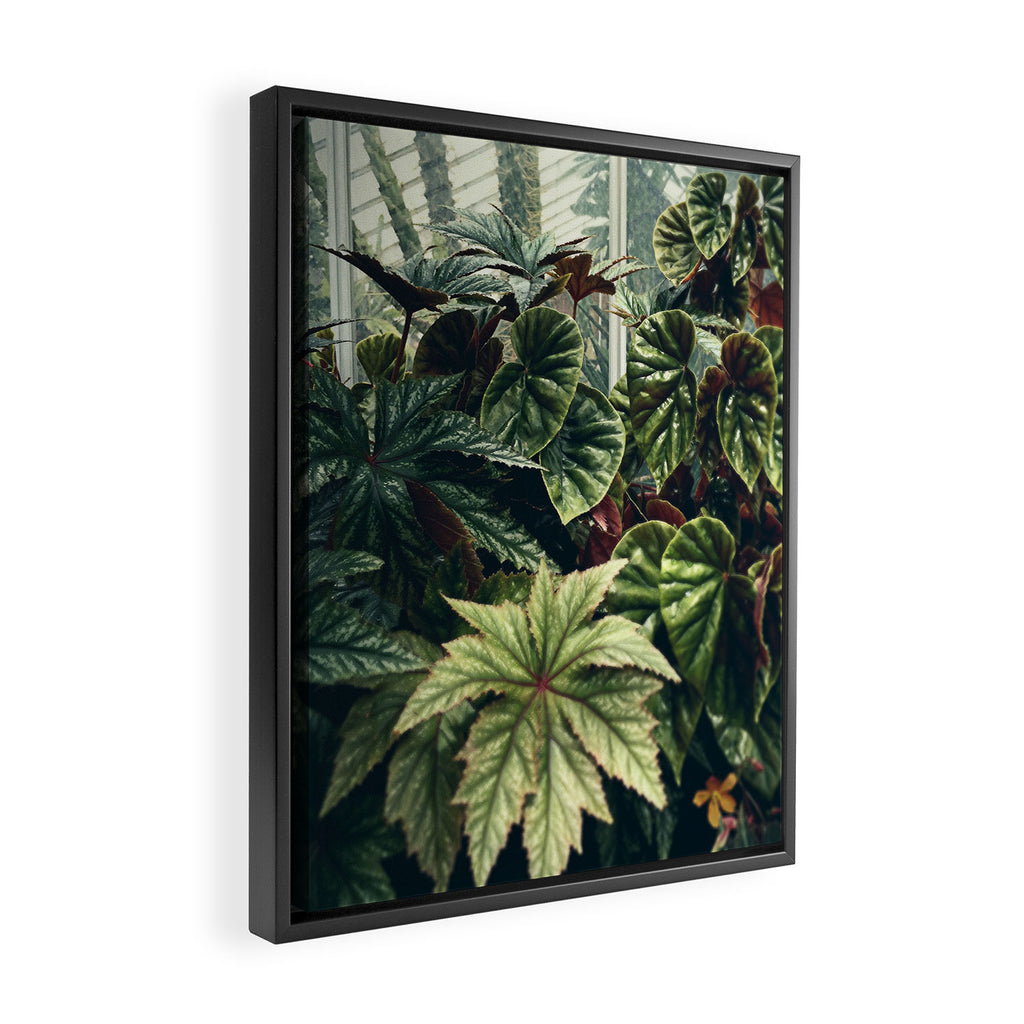 Beautiful Begonias Framed Canvas Print Gallery Image 2