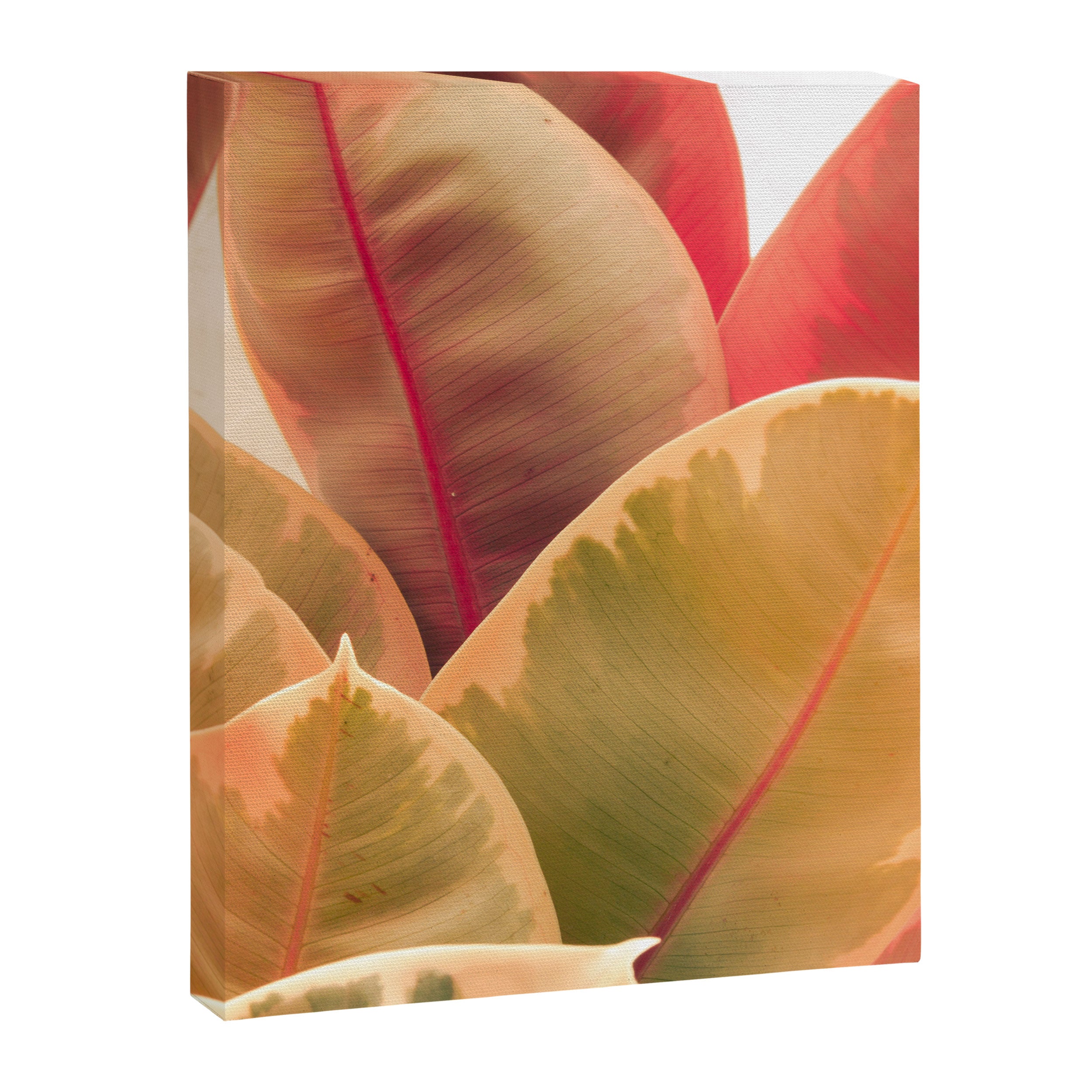 Beautiful Leaves II  botanical rubber plant leaf photograph Canvas Print Gallery Image 6