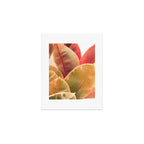 Beautiful Leaves II  botanical rubber plant leaf photograph Art Print Gallery Image 1