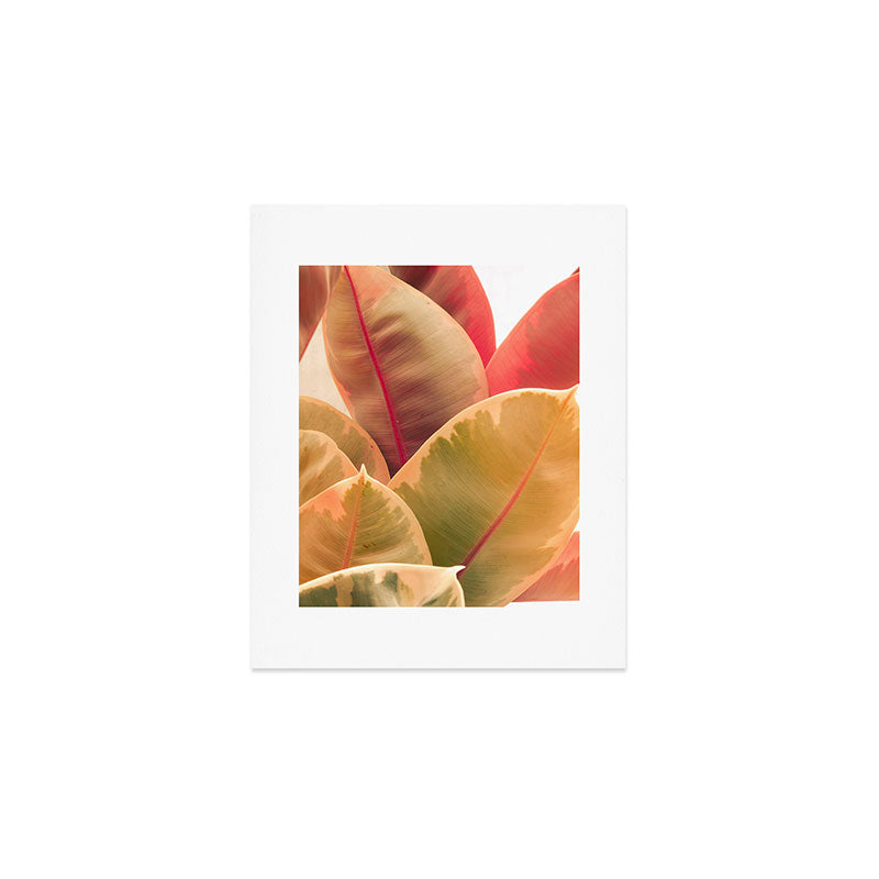 Beautiful Leaves II  botanical rubber plant leaf photograph Art Print Gallery Image 1
