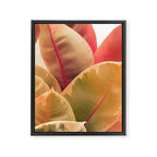Beautiful Leaves II  botanical rubber plant leaf photograph Framed Canvas Print Gallery Image 6