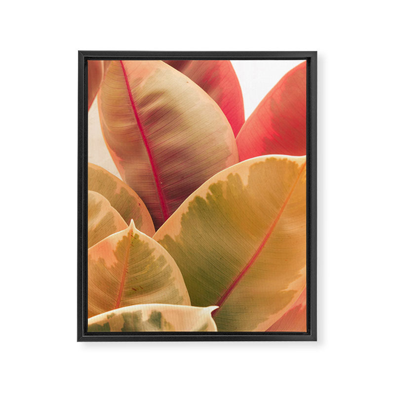 Beautiful Leaves II  botanical rubber plant leaf photograph Framed Canvas Print Gallery Image 6