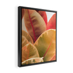 Beautiful Leaves II  botanical rubber plant leaf photograph Framed Canvas Print Gallery Image 2