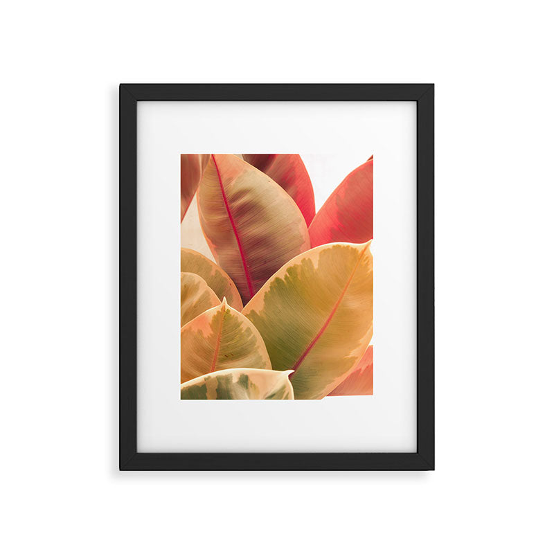 Beautiful Leaves II  botanical rubber plant leaf photograph Framed Art Print Gallery Image 5