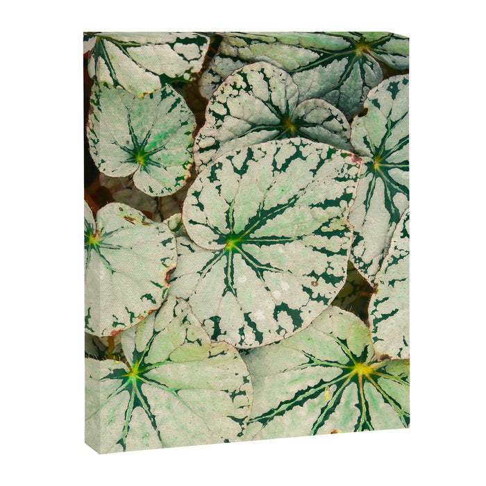 Begonia Leaf Canvas Print Gallery Image 1