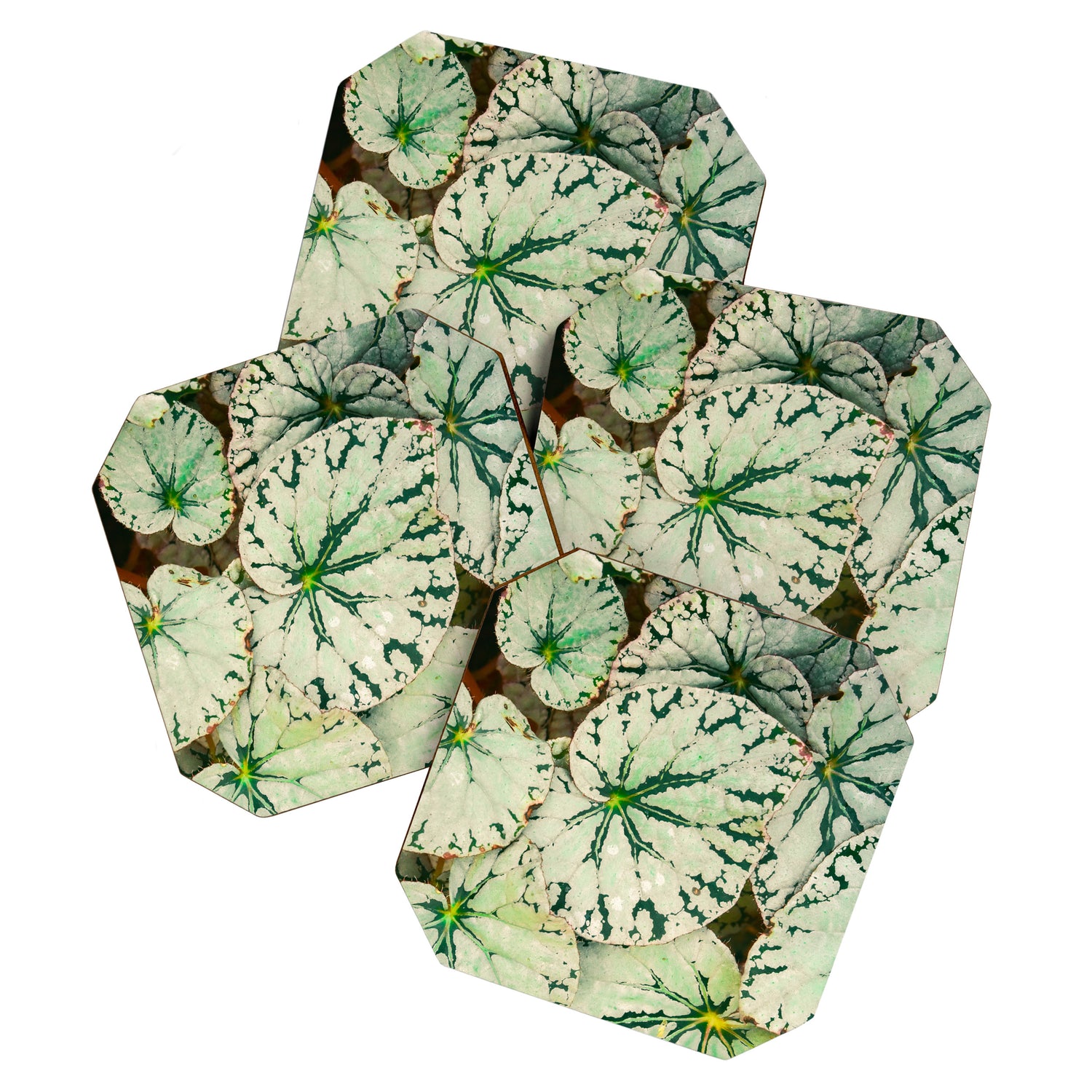 Begonia Leaf Coaster Gallery Image 1
