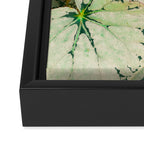 Begonia Leaf Framed Canvas Print Gallery Image 3