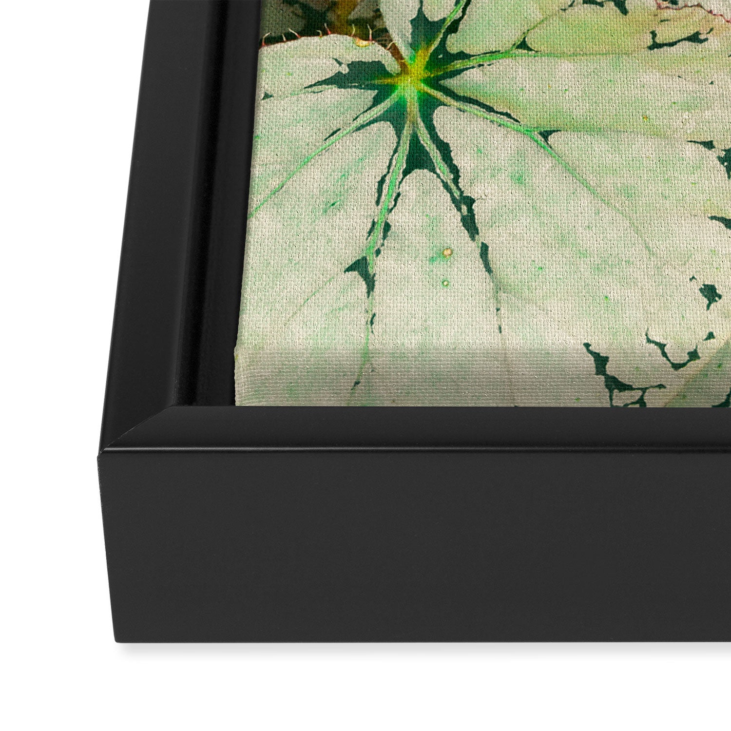 Begonia Leaf Framed Canvas Print Gallery Image 3