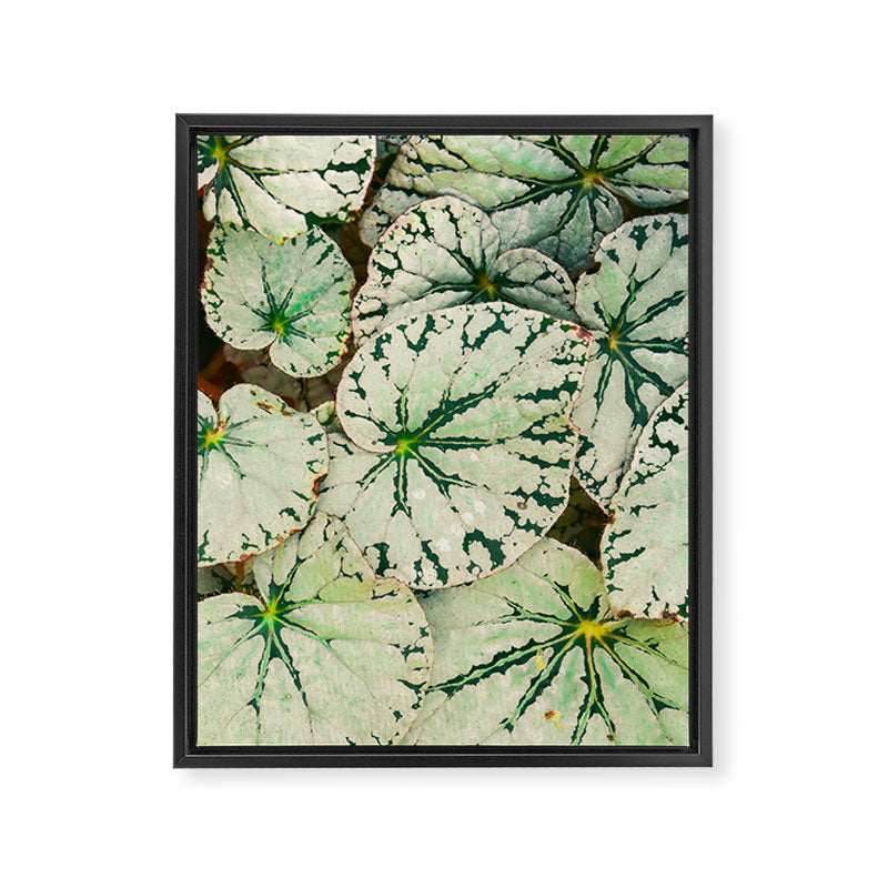 Begonia Leaf Framed Canvas Print Gallery Image 6