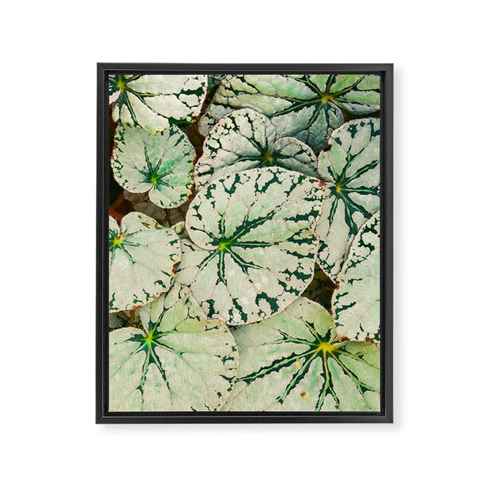Begonia Leaf Framed Canvas Print Gallery Image 1
