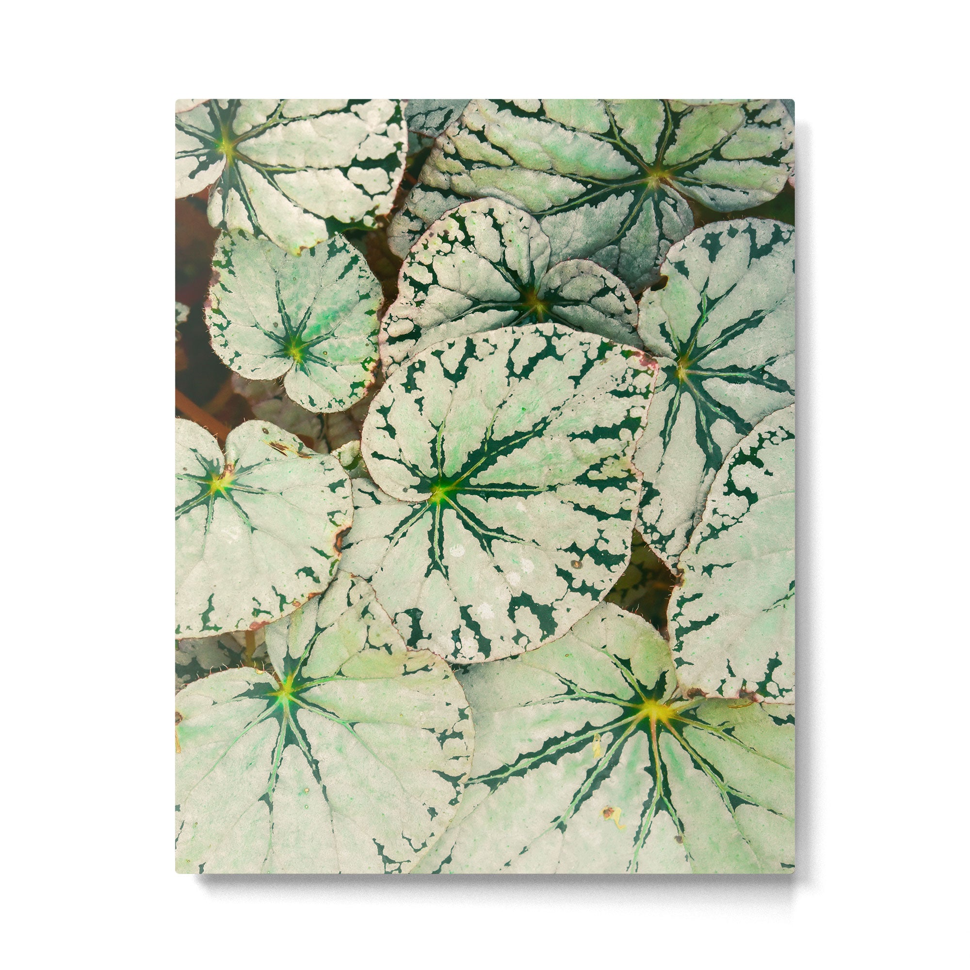 Begonia Leaf Metal Print Gallery Image 4