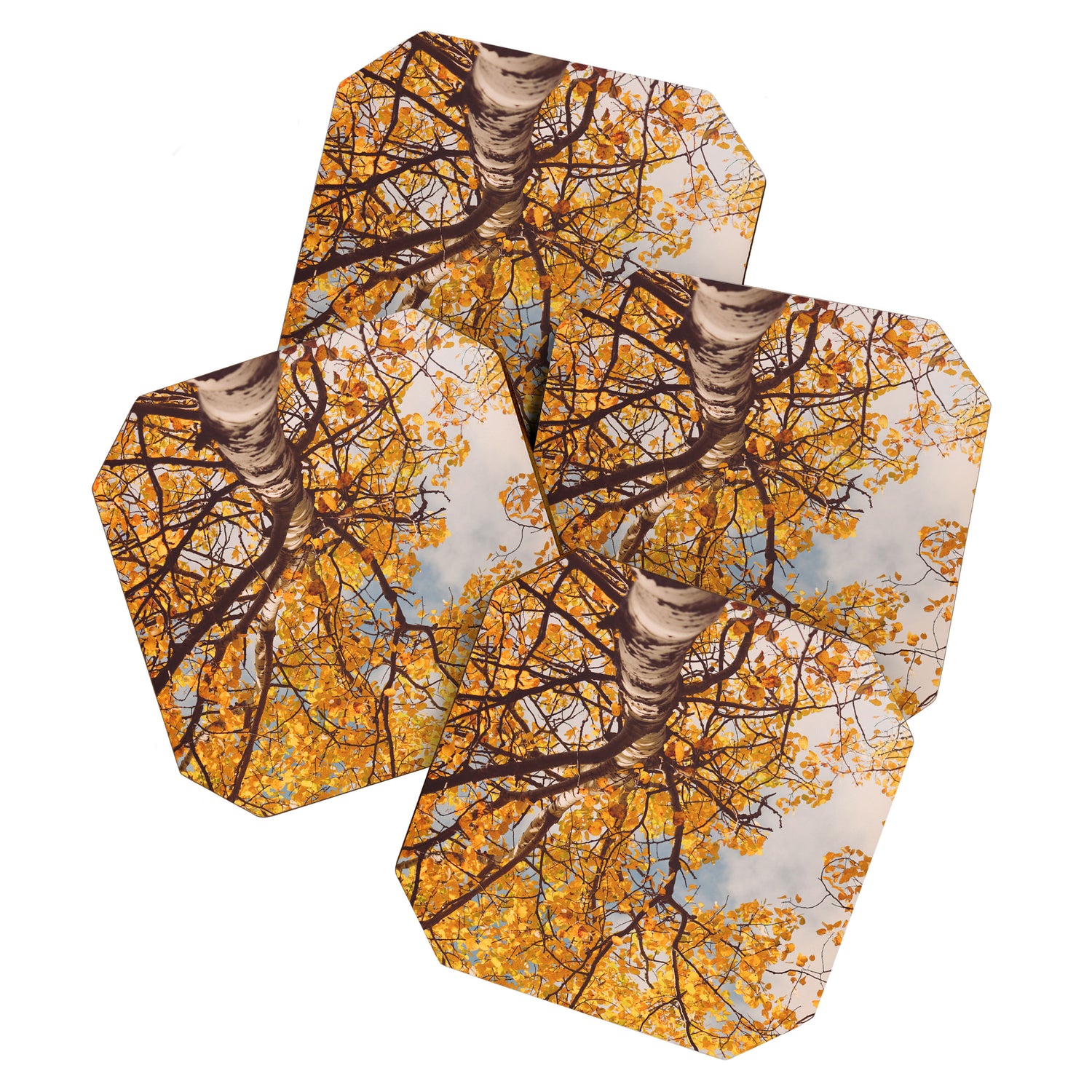 Beneath the Autumn Birch Tree Maine nature photograph Coaster Gallery Image 1