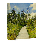 boardwalk path through the bog Canvas Print Gallery Image 6