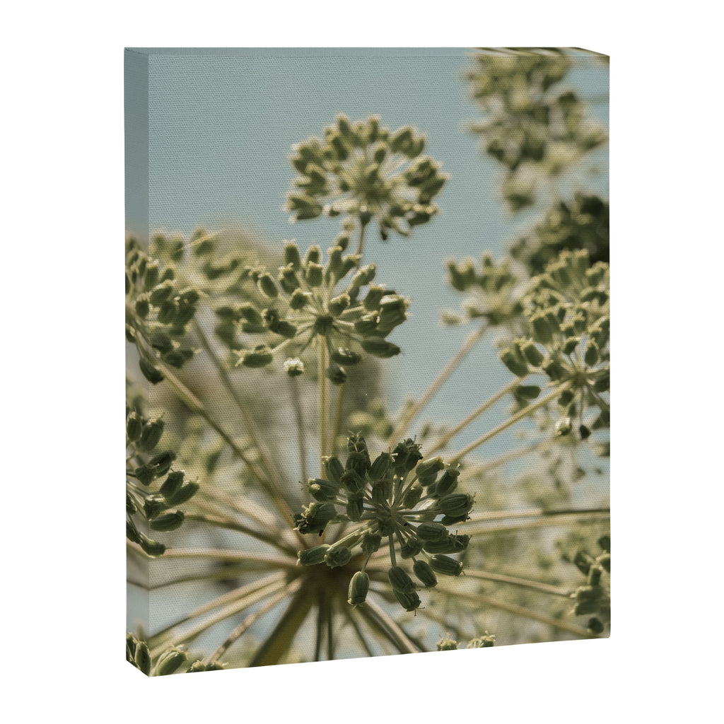 botanical abstract no. 2 color - flower seed head photograph nature Canvas Print Gallery Image 6