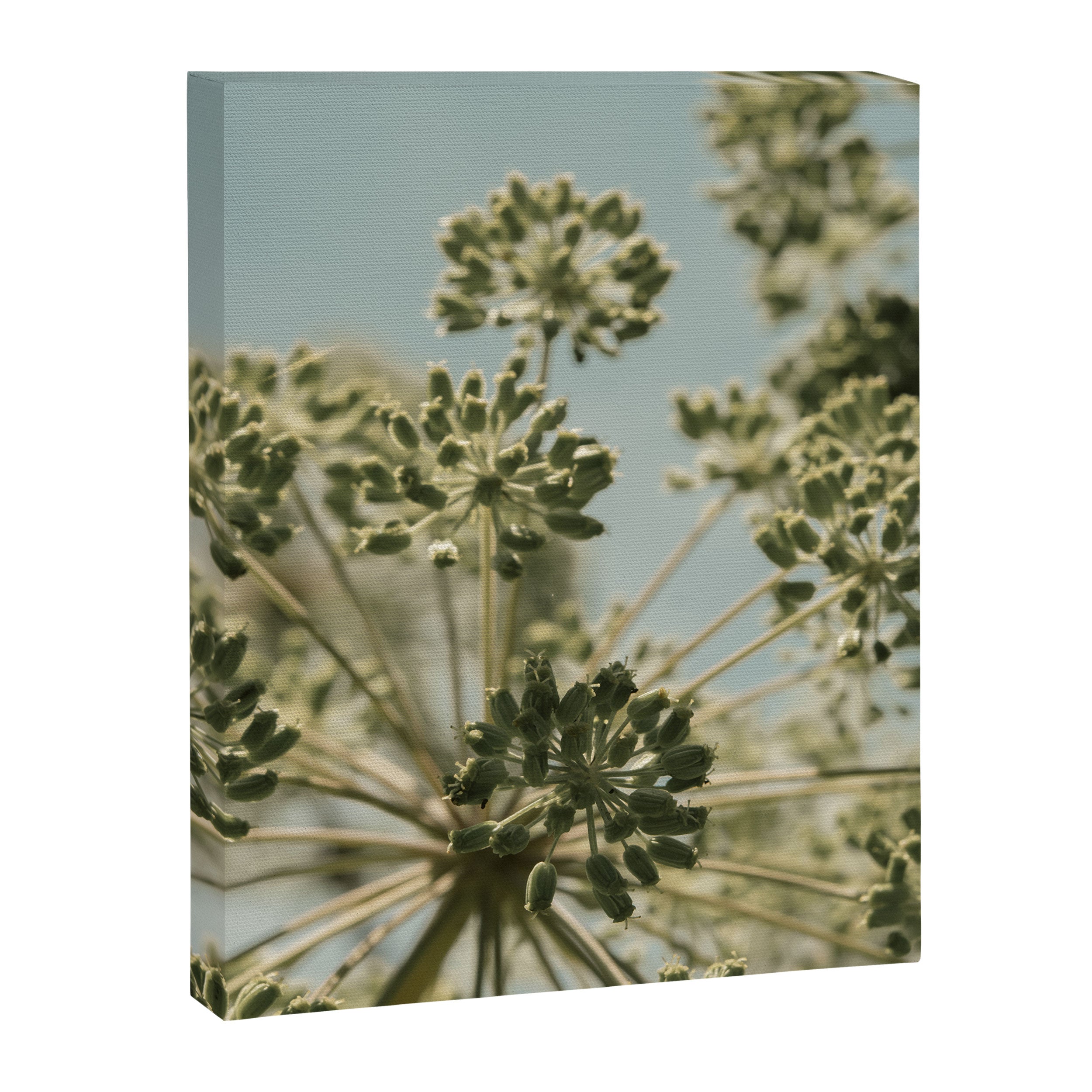 botanical abstract no. 2 color - flower seed head photograph nature Canvas Print Gallery Image 6