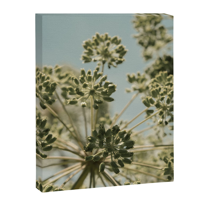 botanical abstract no. 2 color - flower seed head photograph nature Canvas Print Gallery Image 1