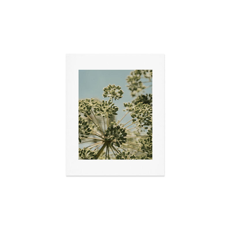 botanical abstract no. 2 color - flower seed head photograph nature Art Print Gallery Image 1
