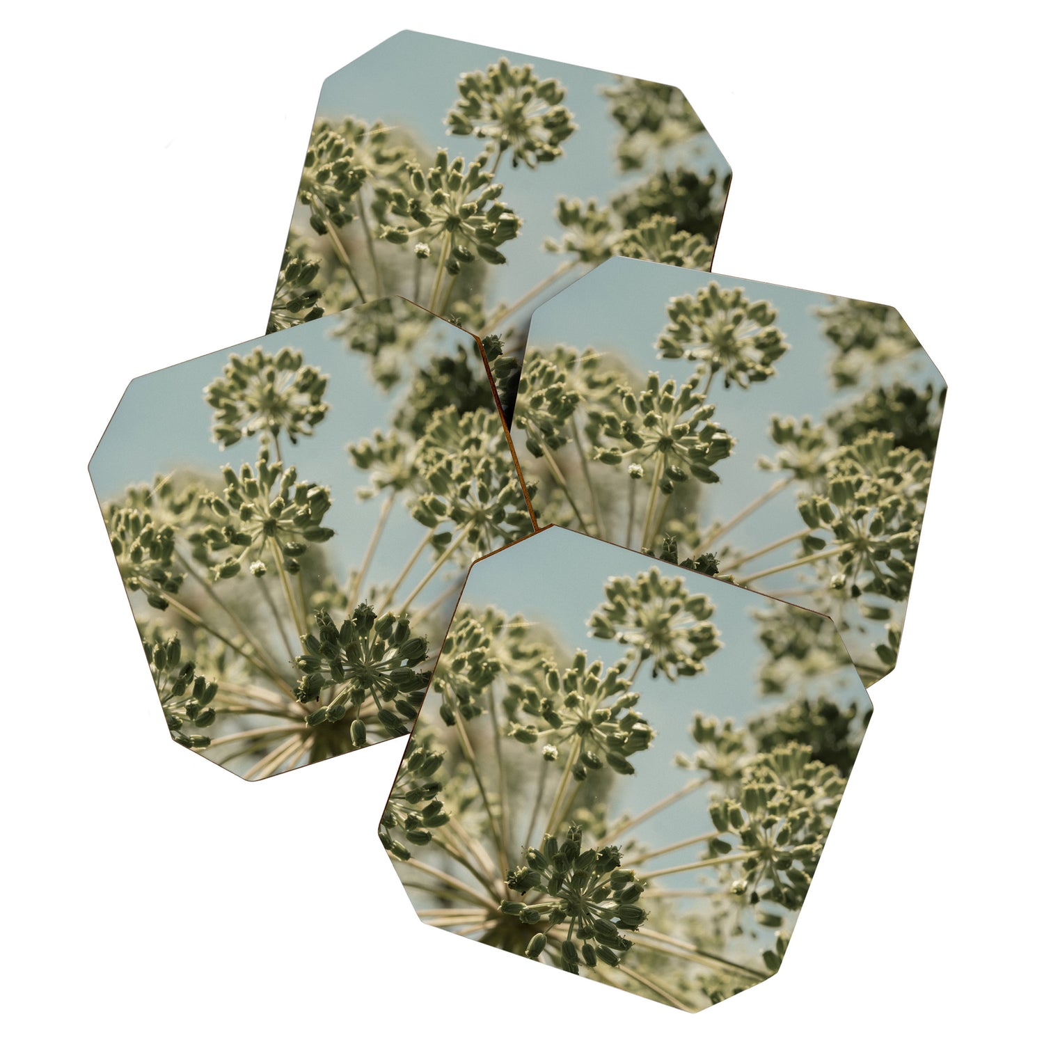 botanical abstract no. 2 color - flower seed head photograph nature Coaster Gallery Image 1