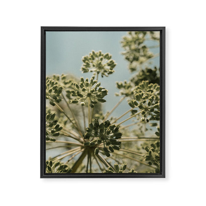 botanical abstract no. 2 color - flower seed head photograph nature Framed Canvas Print Gallery Image 1