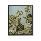 botanical abstract no. 2 color - flower seed head photograph nature Framed Canvas Print Gallery Image 6