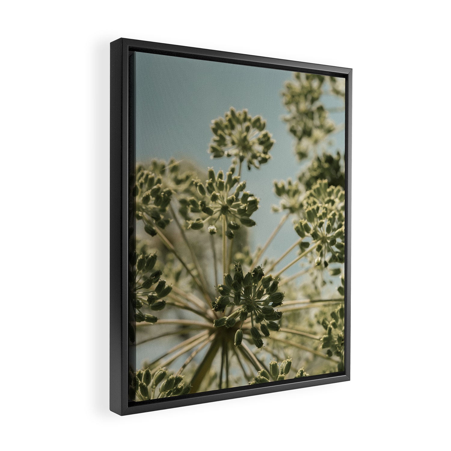 botanical abstract no. 2 color - flower seed head photograph nature Framed Canvas Print Gallery Image 2